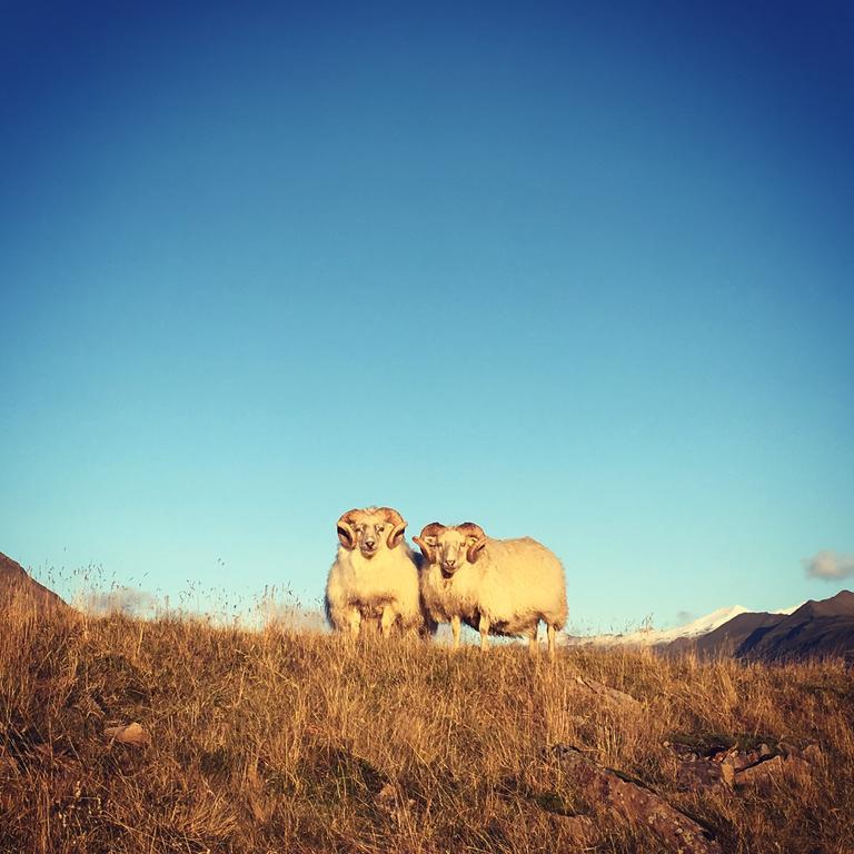 Dynjandi Guesthouse Höfn Exteriér fotografie